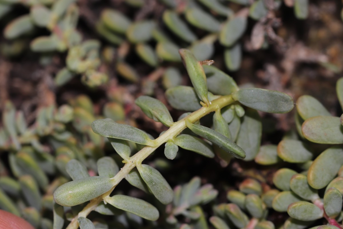 Suaeda vermiculata Forssk. ex J.F.Gmel.